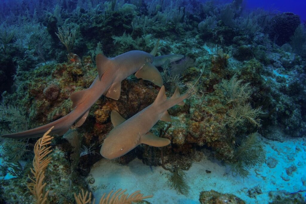 Now Belizean coastal communities can better access grants for marine conservation!