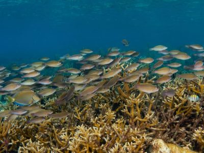 Belize-Fund-Laughing-Bird-Caye